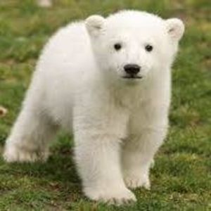 Meet your Posher, Sojin